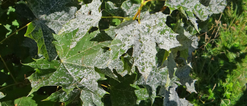 Powdery Mildew - Circadian Crop Sciences, LLC