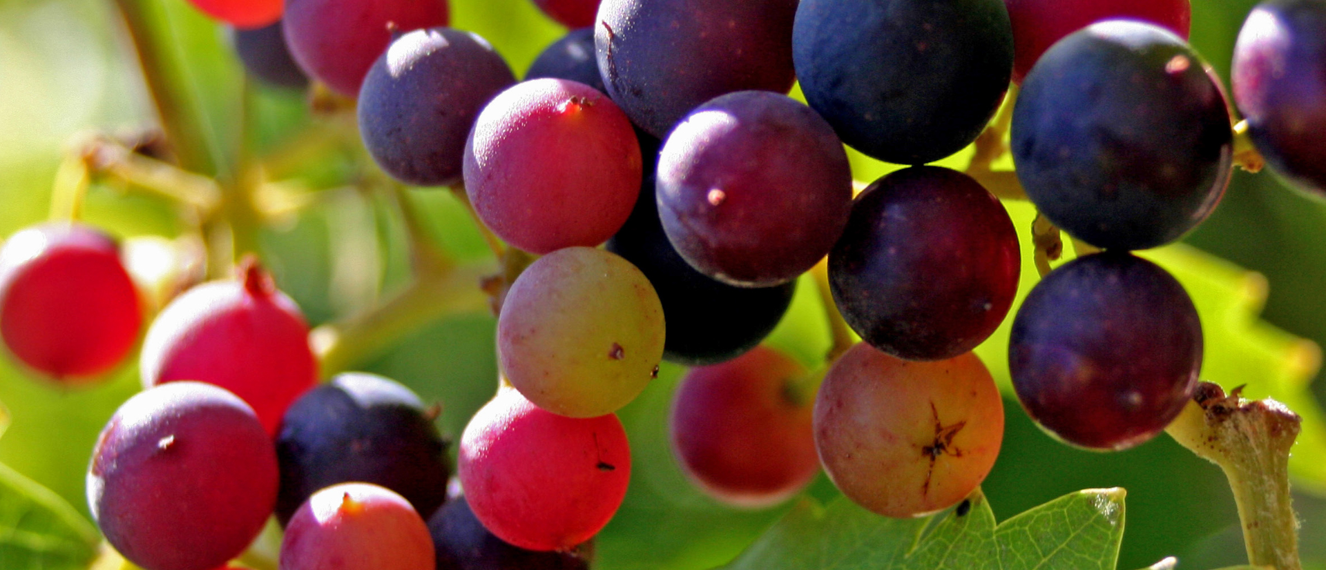 Grape Production Guidelines for Using Circadian Crop Sciences Products