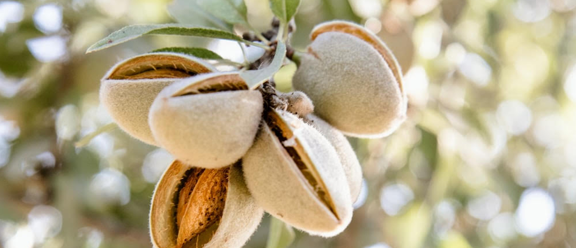 All Phase Performs in 2020 UC Riverside Almond Scab Field Trial